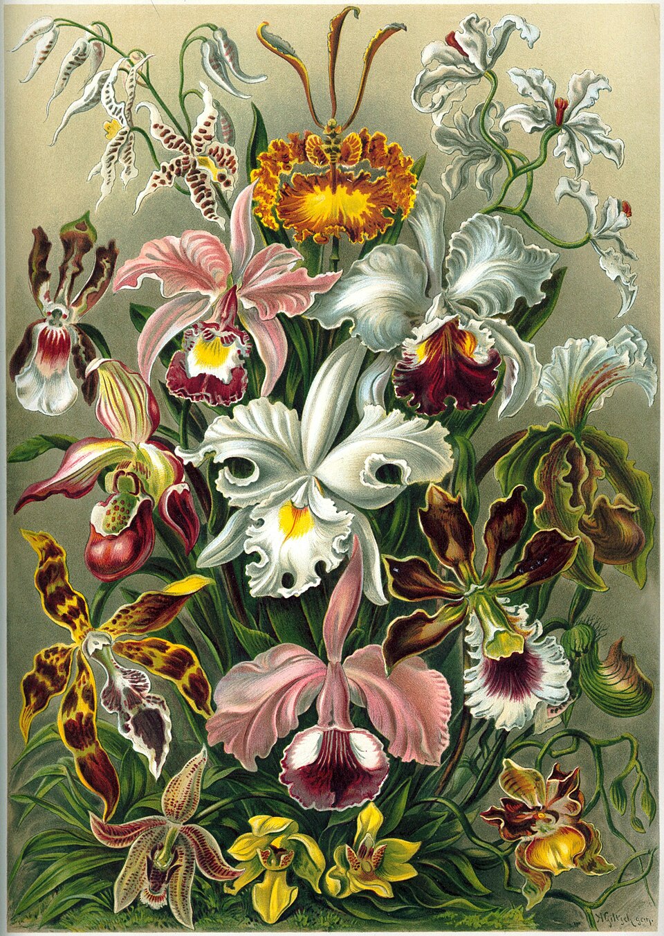 Orchidae (orchids) by Ernst Haeckel