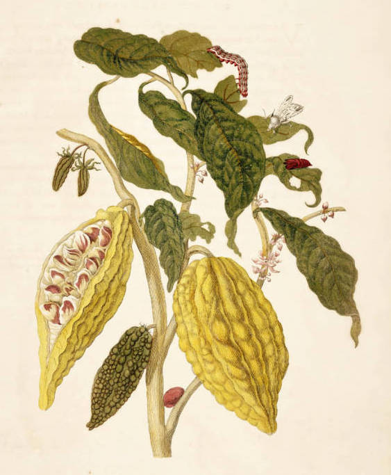 Metamorphosis of Surinam insects plate by Maria Sibylla Merian