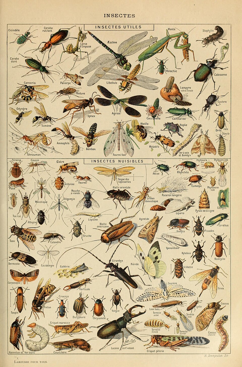 Insectes plate by Adolphe Millot